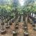 枇杷种苗，枇杷果树，各种规格齐全，大量出售，欢迎来电咨询