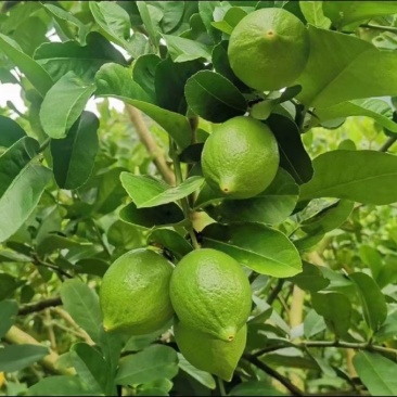 香水柠檬