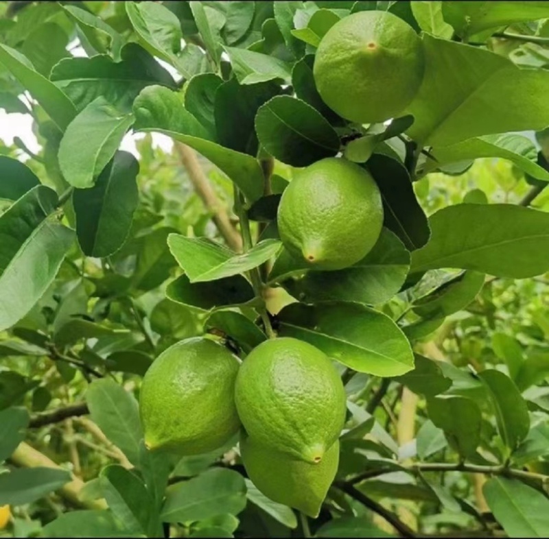 香水柠檬
