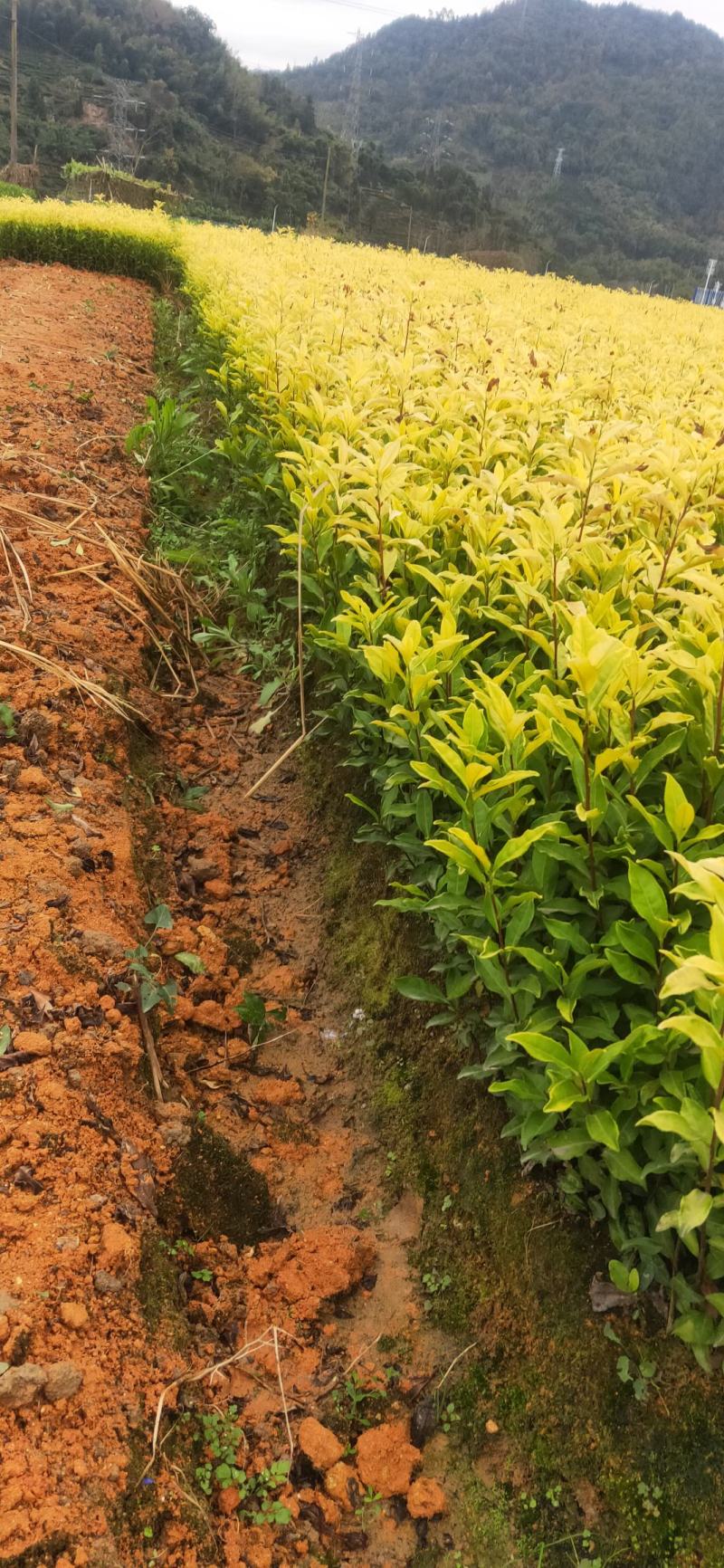 黄金叶茶苗，福建万源育苗基地，价格优惠，欢迎订购