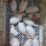 牛鞭宝，牛鞭，牛宝