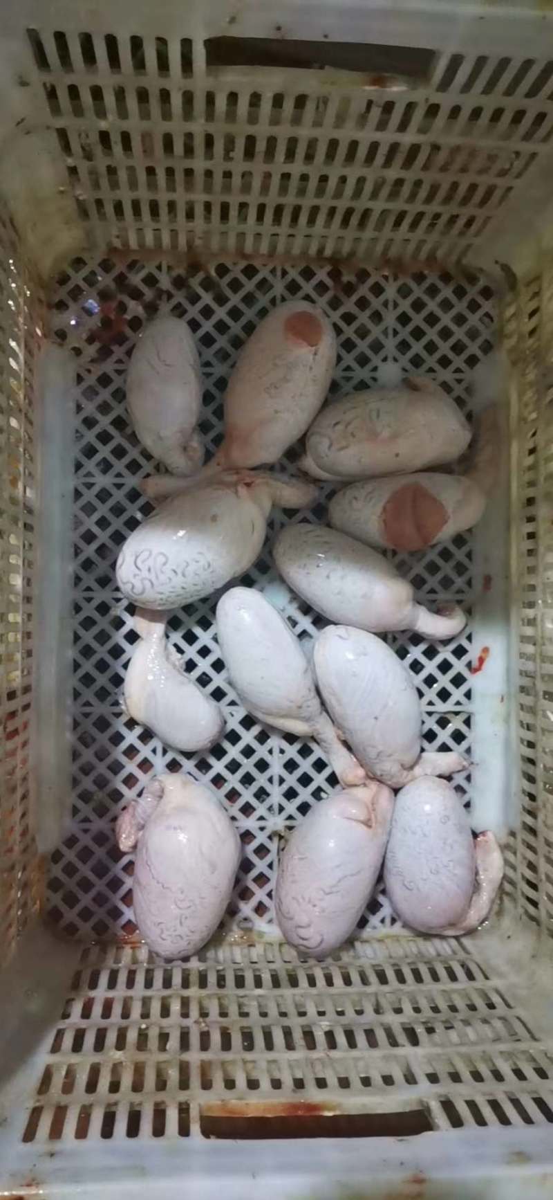 牛鞭宝，牛鞭，牛宝