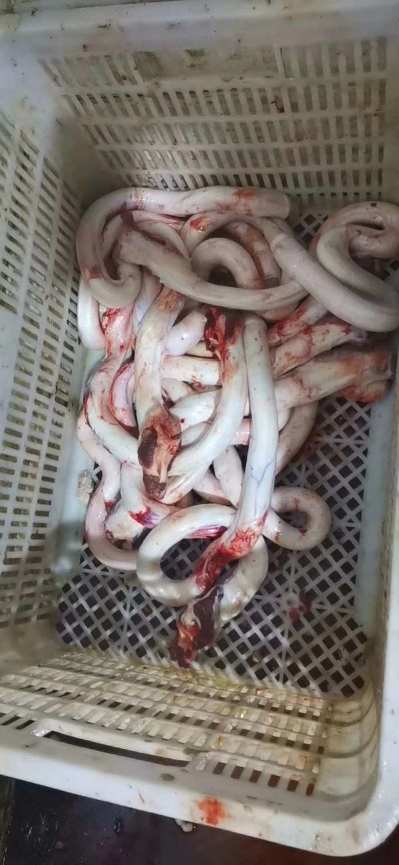 牛鞭宝，牛鞭，牛宝