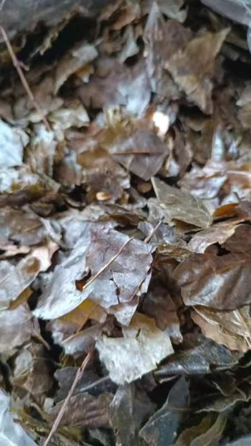 苦丁茶