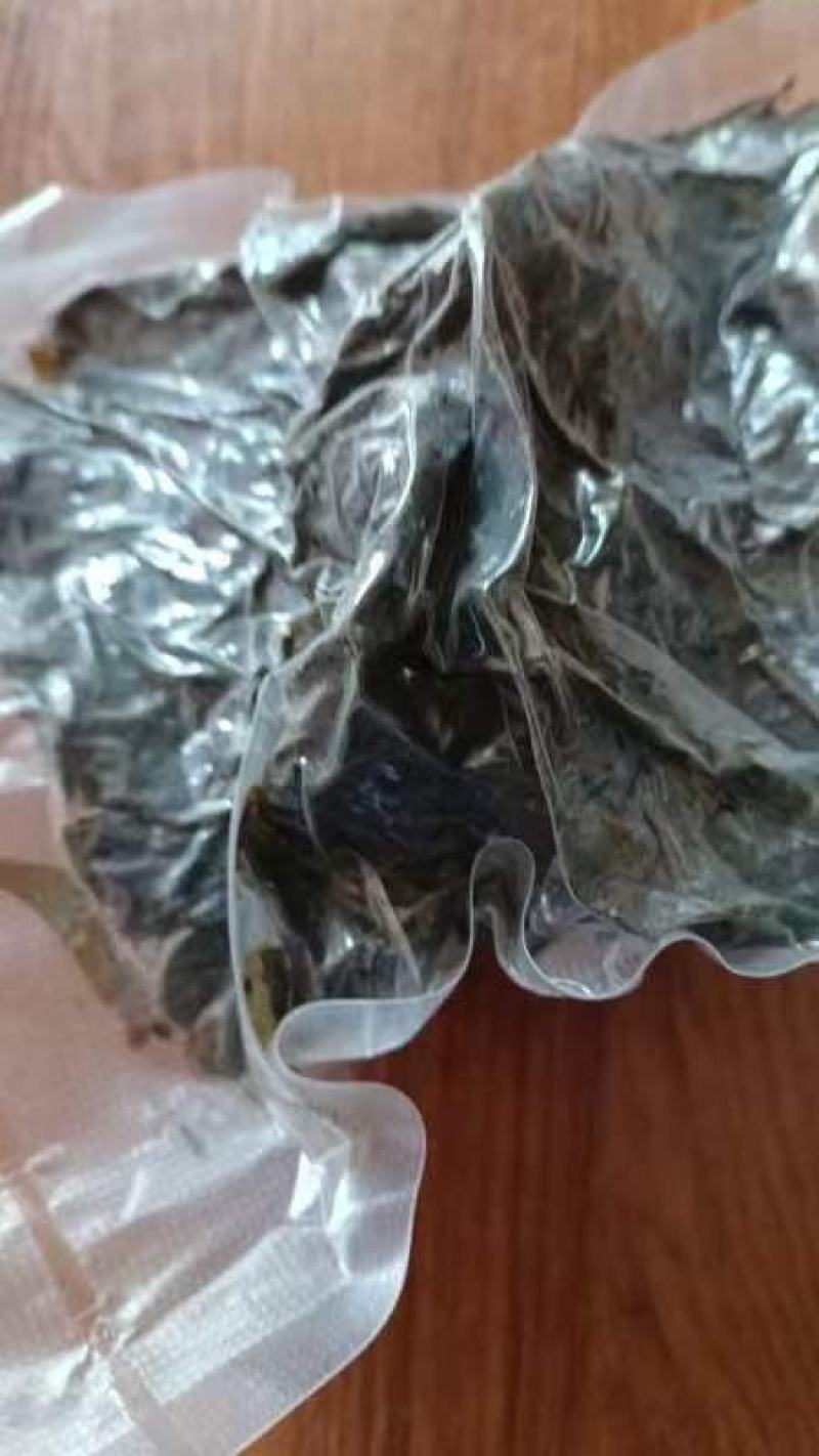 苦丁茶