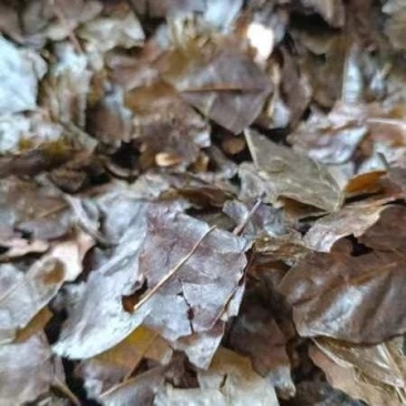 苦丁茶