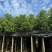 香樟基地直销规格齐全欢迎老板来电洽谈合作