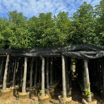 香樟基地直销规格齐全欢迎老板来电洽谈合作