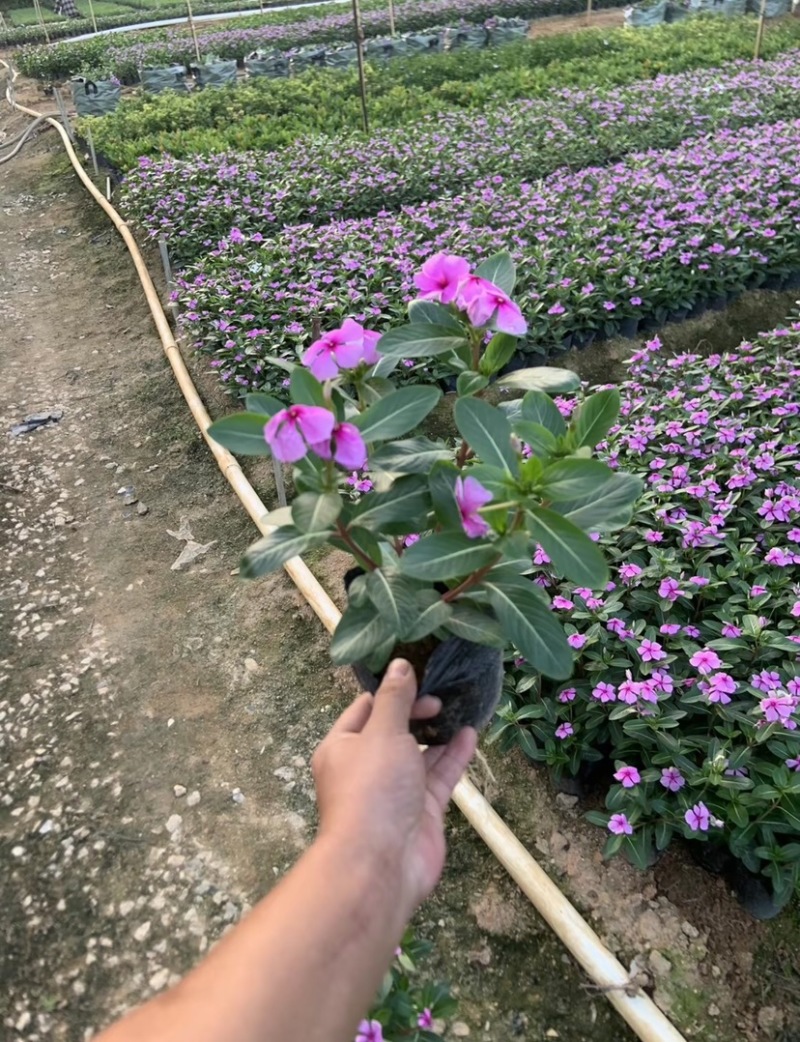 长春花小杯中杯基地直销质量优质欢迎老板来电洽谈合作