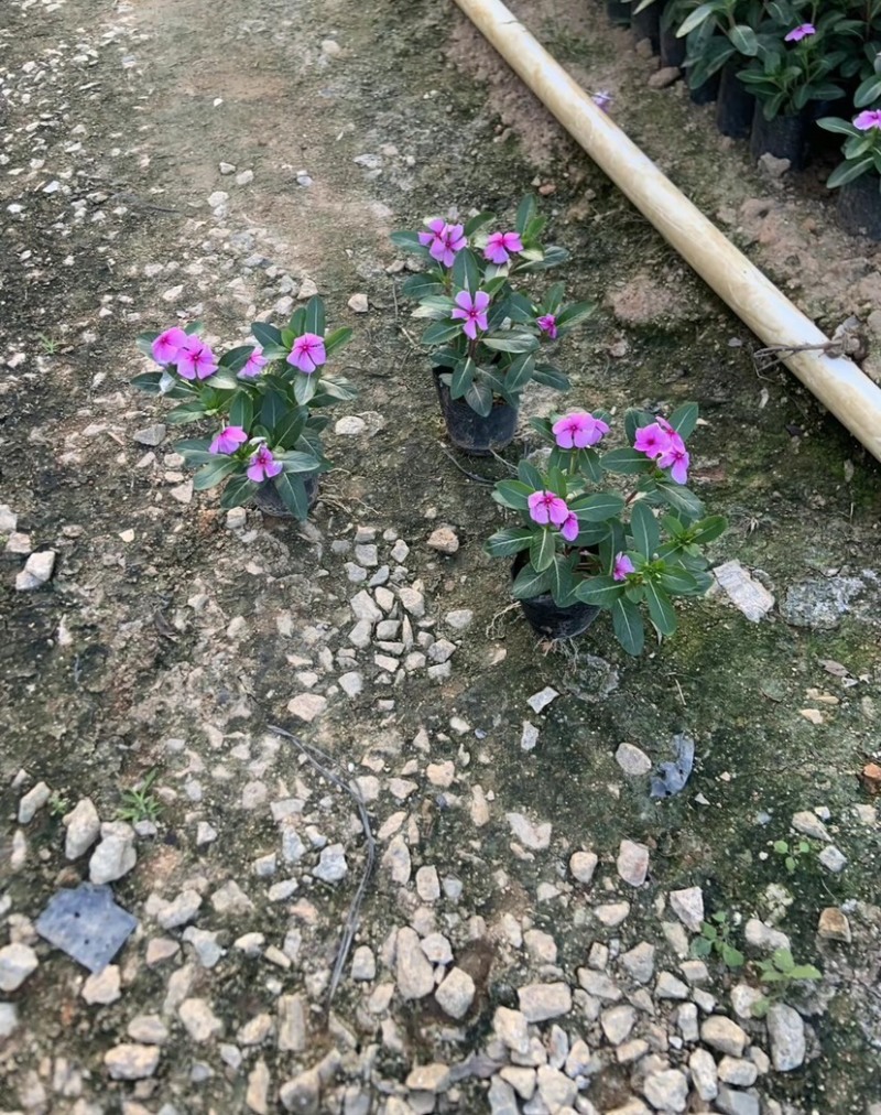 长春花小杯中杯基地直销质量优质欢迎老板来电洽谈合作