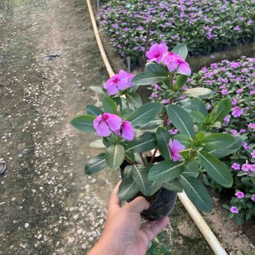 长春花小杯中杯基地直销质量优质欢迎老板来电洽谈合作