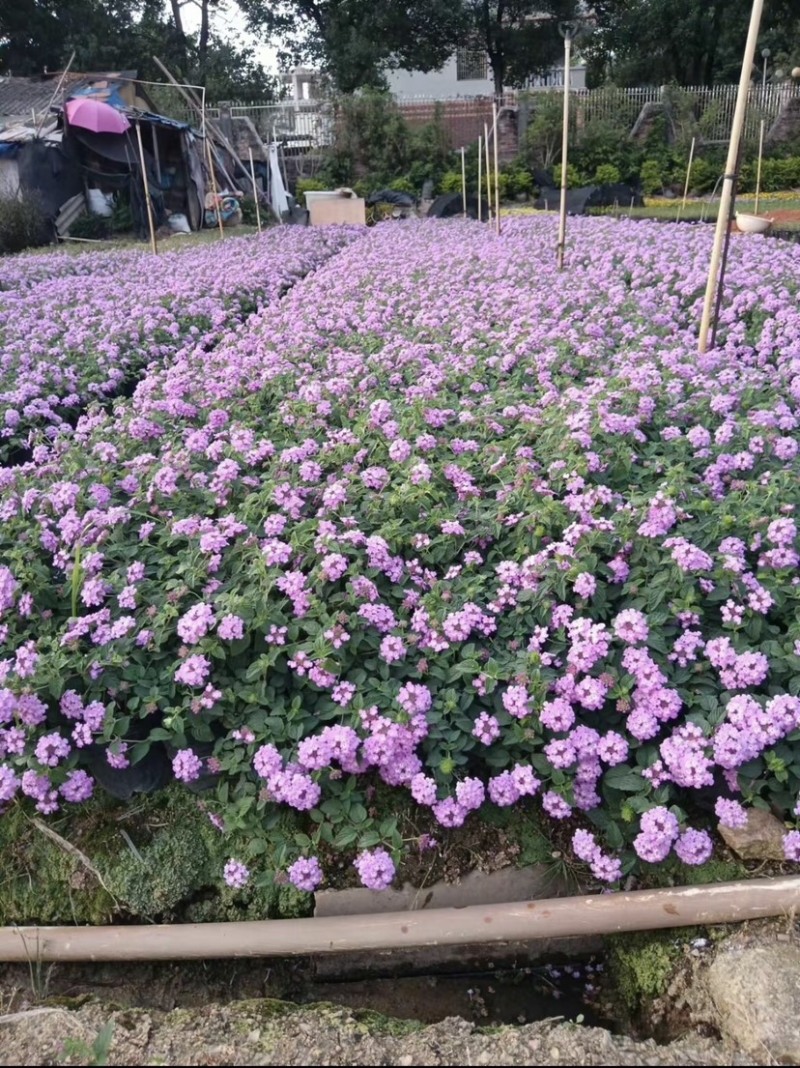 马缨丹小杯中杯基地直销质量优质欢迎老板前来咨询合作