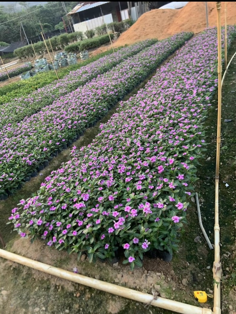 马缨丹小杯中杯基地直销质量优质欢迎老板前来咨询合作
