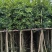 细叶榕基地直销规格齐全欢迎老板前来咨询合作