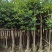 细叶榕基地直销规格齐全欢迎老板前来咨询合作