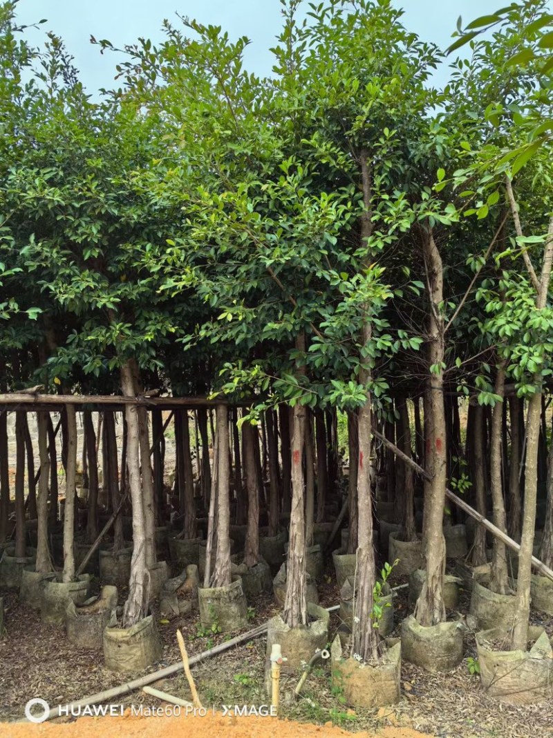 细叶榕基地直销规格齐全欢迎老板前来咨询合作
