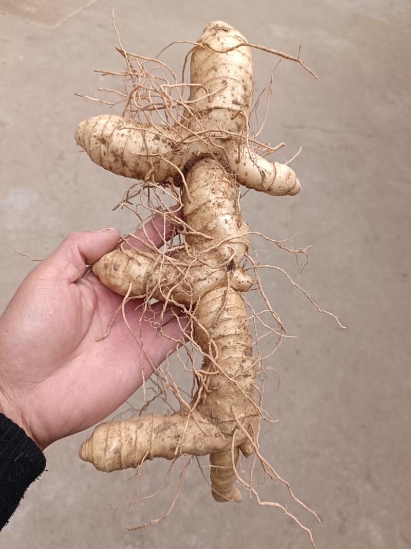 野生鸡头黄精块茎种茎产地批发鸡头根老虎姜种苗精选货