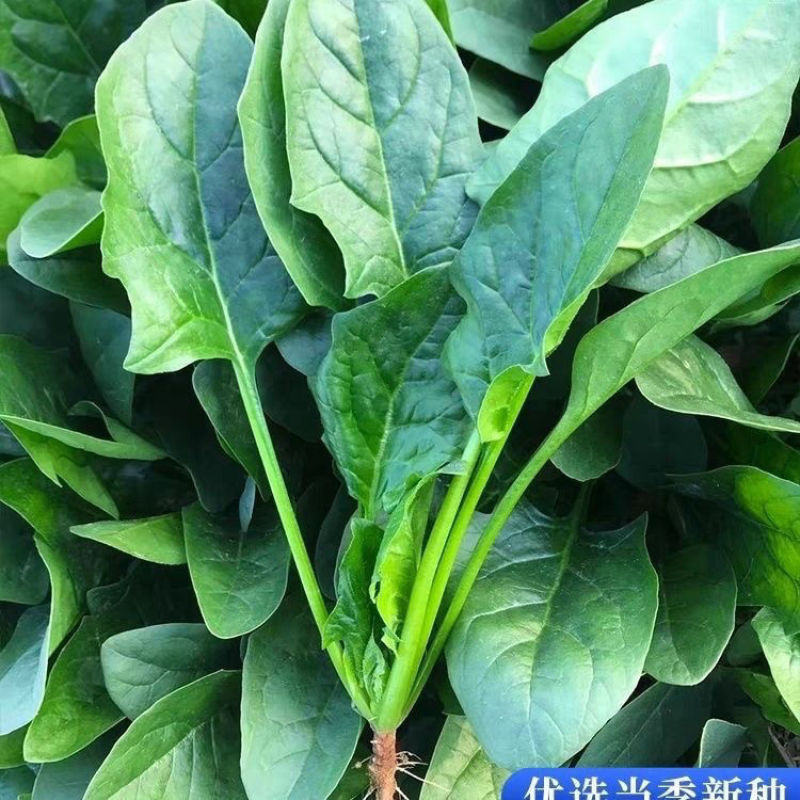 【精选】邯郸本地精品杆大叶菠菜质量三包可视频看货