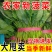 【诚信商家】邯郸本地小叶菠菜蔬菜基地一条龙服务