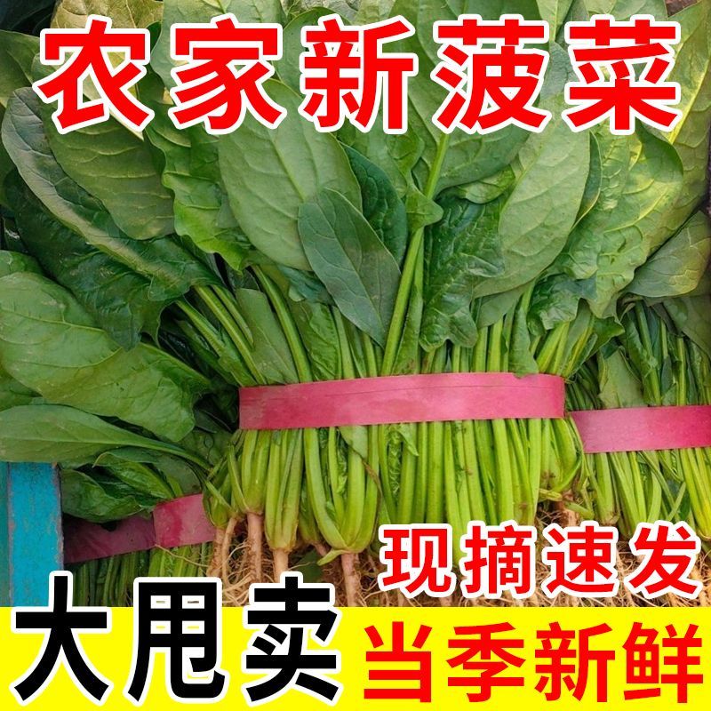 【诚信商家】邯郸本地小叶菠菜蔬菜基地一条龙服务