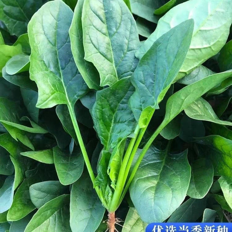 河北邯郸小叶杆菠菜蔬菜基地直发量大从优保质保量