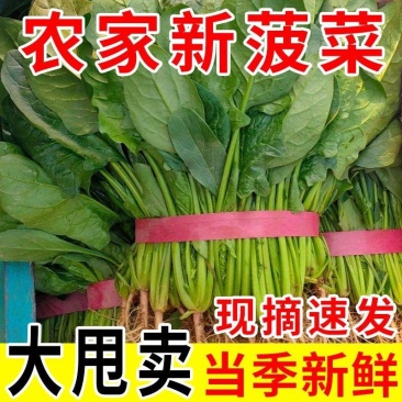 产地直销精品大叶菠菜可大量供货质量好价格低欢迎咨询