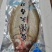 开背大白刁