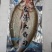 开背大白刁