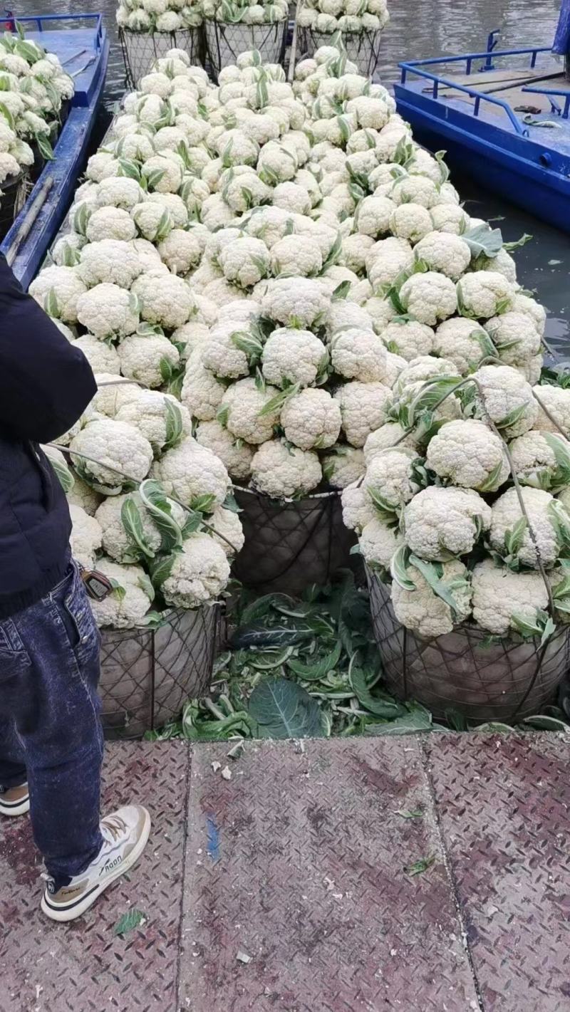 精品有机菜花产地直发品质保证量大从优欢迎联系
