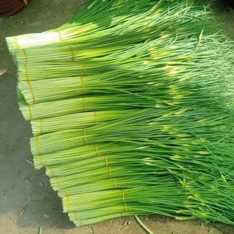 精品白帽蒜苔蒜苔大量上市品质保证量大从优一手货源