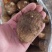 芋头种子批发基地育种品种全口感软糯