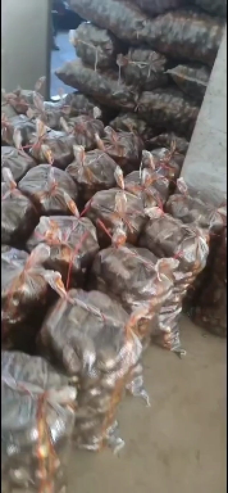 芋头种子批发基地育种品种全口感软糯