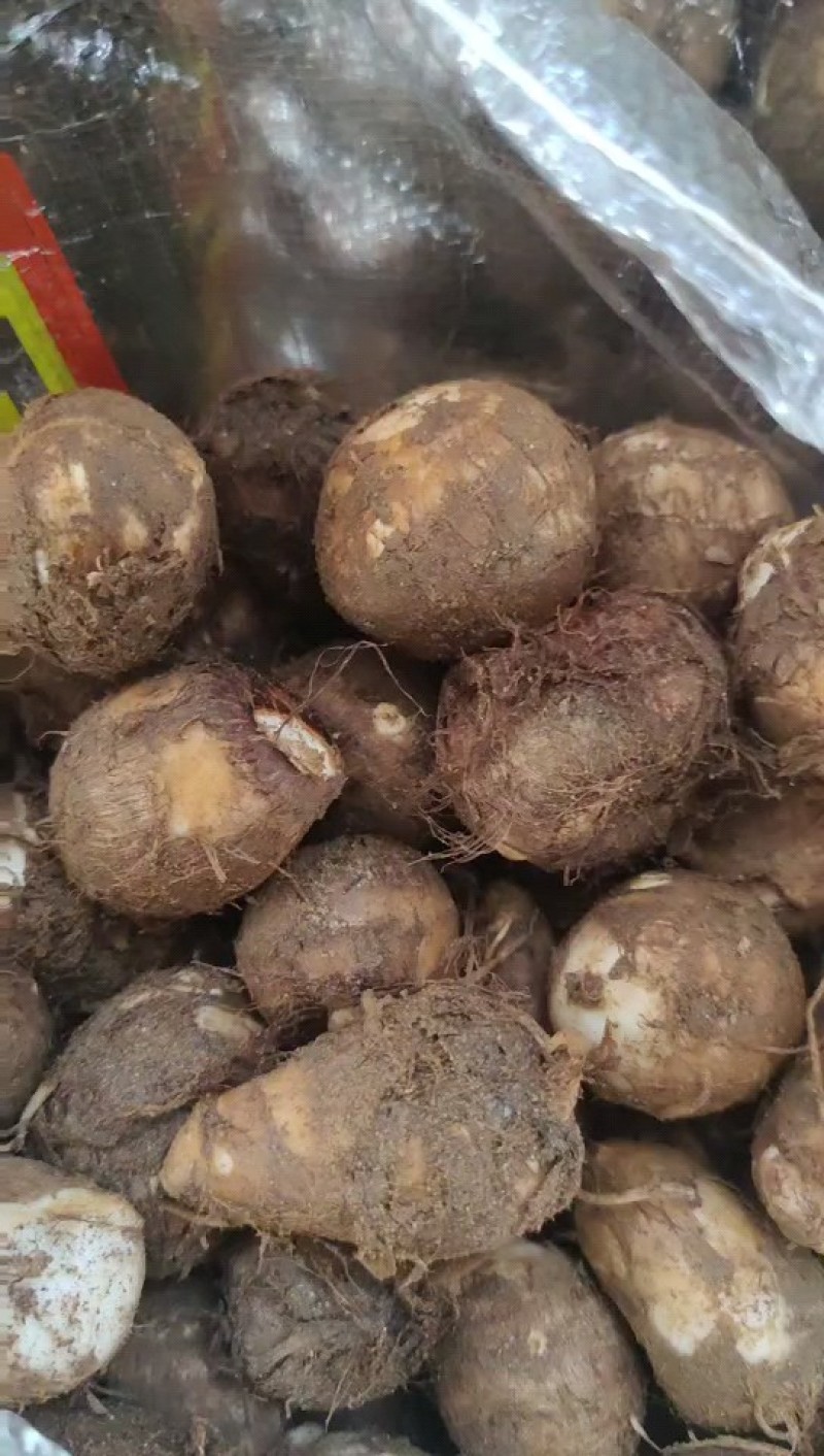 芋头种子批发基地育种品种全口感软糯