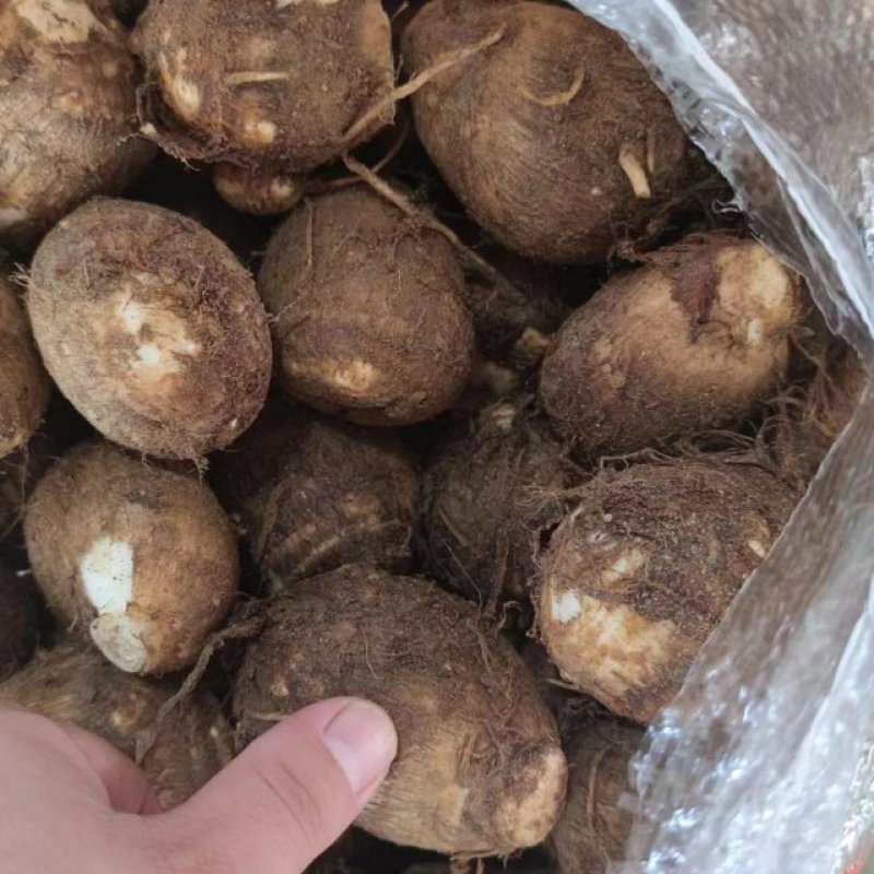 芋头种子批发基地育种品种全口感软糯