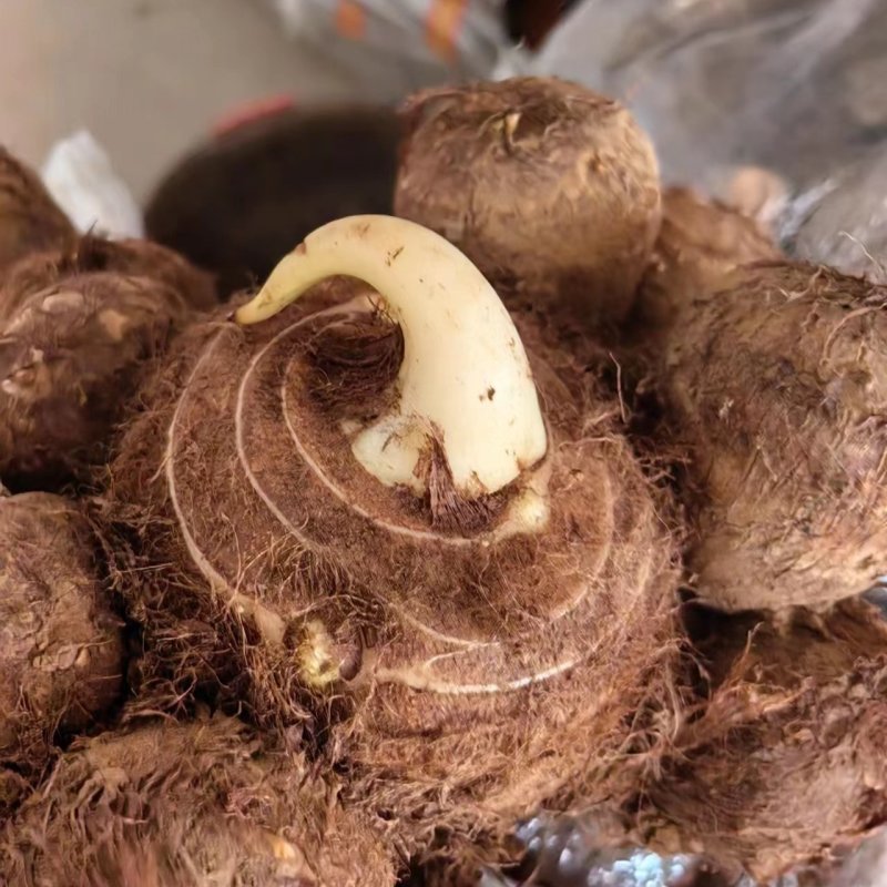 芋头种子批发基地育种品种全口感软糯