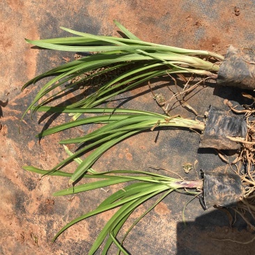 百子莲基地直销大量供应量大从有小杯苗