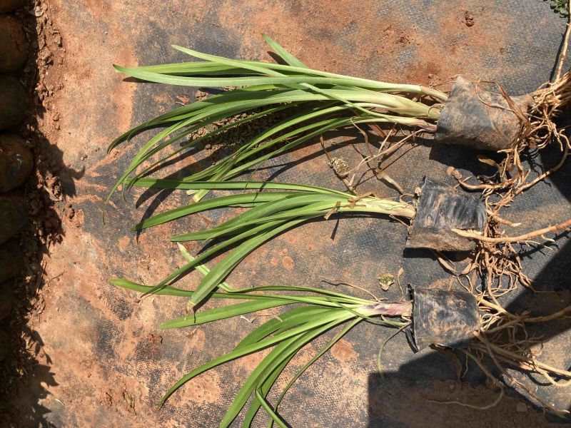 百子莲基地直销大量供应量大从有小杯苗