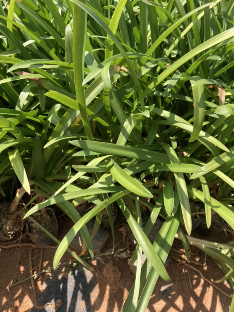 百子莲基地直销大量供应量大从有小杯苗