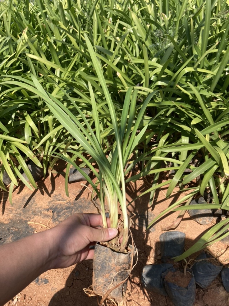百子莲基地直销大量供应量大从有小杯苗