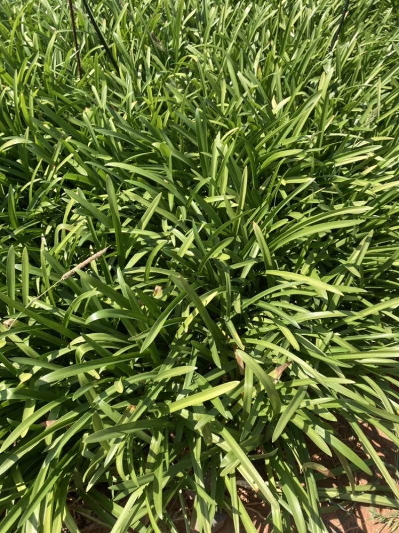 百子莲基地直销大量供应量大从有小杯苗