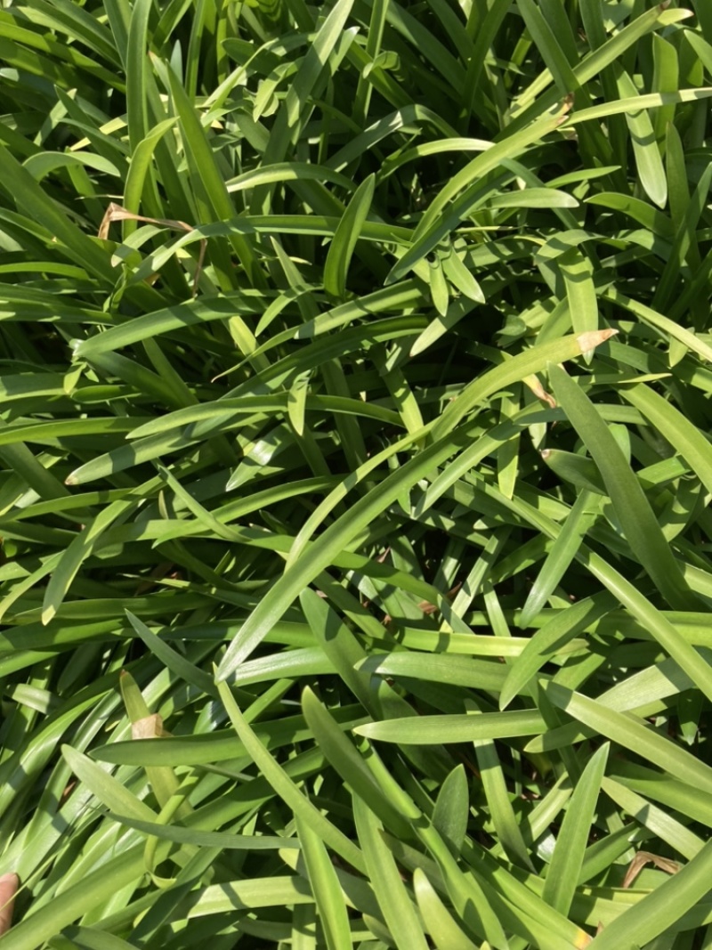 百子莲基地直销大量供应量大从有小杯苗