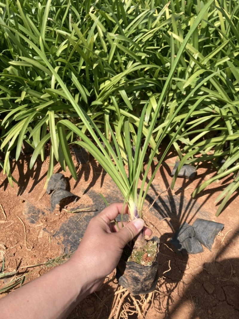 百子莲基地直销大量供应量大从有小杯苗