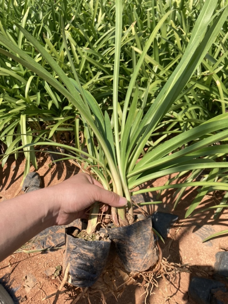百子莲基地直销大量供应量大从有小杯苗