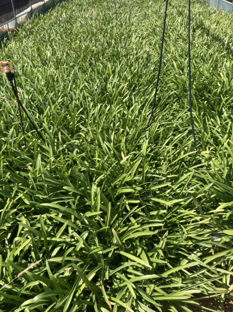 百子莲基地直销大量供应量大从有小杯苗