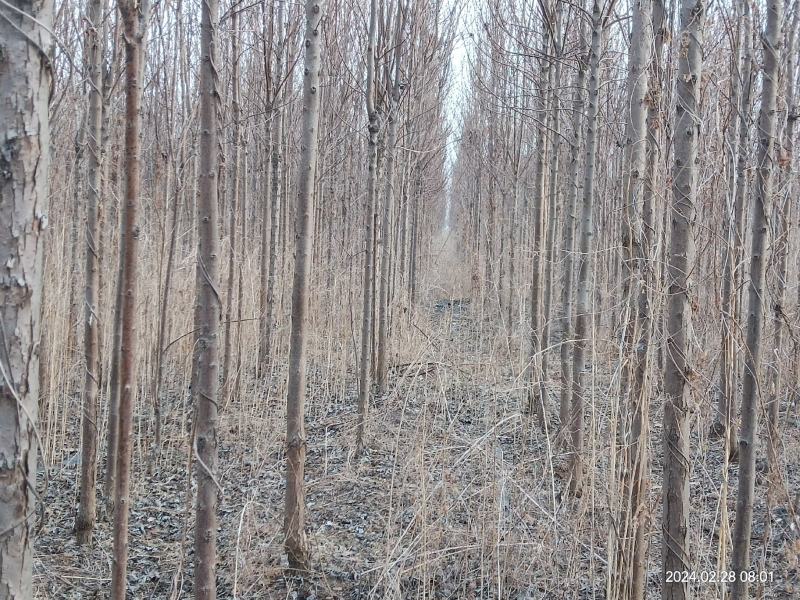 山东日照莒县本地楸树苗，干直，苗壮，质量好