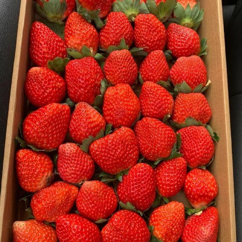 精品红颜草莓产地直发质量保证欢迎来电聊生意