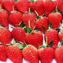 精品红颜草莓基地直发货源充足欢迎来电咨询