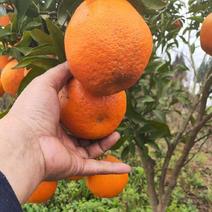 【精品】四川大雅柑柑橘大量供应，新鲜采摘量大从优产地直发