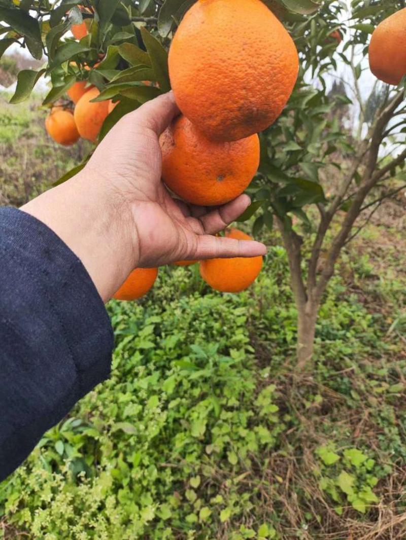 【大雅柑】柑橘大量供应，保质保量对接全国客商可视频验货
