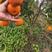 【大雅柑】柑橘大量供应，保质保量对接全国客商可视频验货